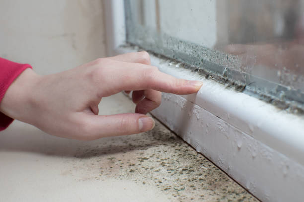 Best Basement Mold Removal  in Elizabethtown, PA